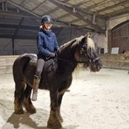 Irish Cob The Silverpatriot Van de godterstraat