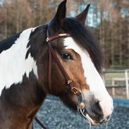 Anden særlig race Sir Louis of Gundelach