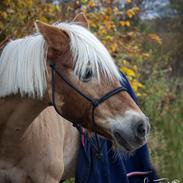 Haflinger Casandra