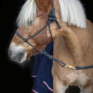 Haflinger Casandra