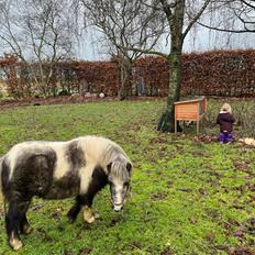 Shetlænder Mr. Bluey (Bølle)