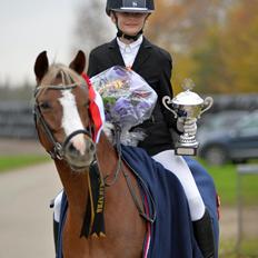 Welsh Pony (sec B) Dahlsminde Glory (dnk)