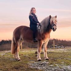 Haflinger Bella
