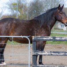 Oldenborg IL Dante af Mahmensborg 