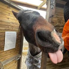 Oldenborg Torsdal's elliot