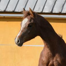 Arabisk fuldblod (OX) PSN Axel