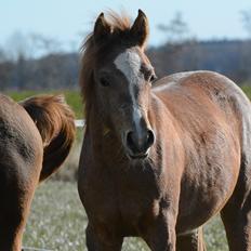 Arabisk fuldblod (OX) PSN Axel