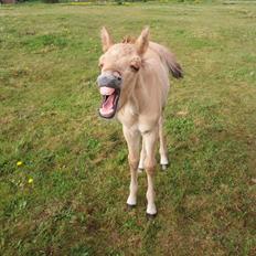 Anden særlig race Lausdalens Linus
