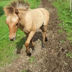 Anden særlig race Lausdalens Linus