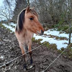 Anden særlig race Lausdalens Linus