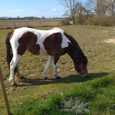 Anden særlig race Daizy