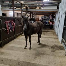 Welsh Pony (sec B) Lille Blombjerggårds Pinkie Pie