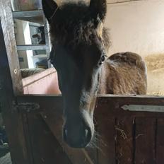 Welsh Pony (sec B) Lille Blombjerggårds Pinkie Pie