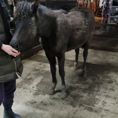 Welsh Pony (sec B) Lille Blombjerggårds Pinkie Pie