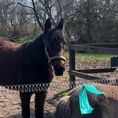 Knabstrupper Leth-Nissen's Record