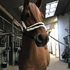 Anden særlig race Fernando
