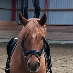 Anden særlig race Fernando
