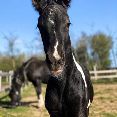 Barockpinto Finest Firefly fan Stald Barok