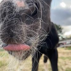 Barockpinto Finest Firefly fan Stald Barok