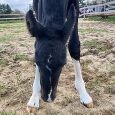 Barockpinto Finest Firefly fan Stald Barok