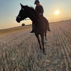 Oldenborg Drisdal's Lady Celina R.I.P