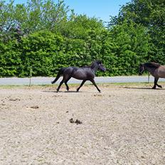 Islænder Freyja fra Bolmerodgaard