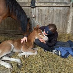 Welsh Partbred (Sec F) Forever Mirabella