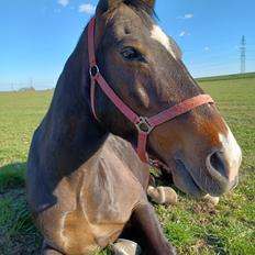 Oldenborg Stald Højgårds Oscar *Oski*