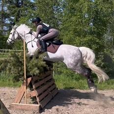 Irsk Sportspony Connie boy