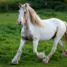 Irish Cob Abildgaards Bambi