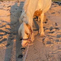 Irish Cob Abildgaards Bambi