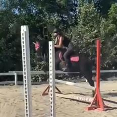 Anden særlig race Savannah