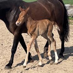 Frederiksborg Cera Fay