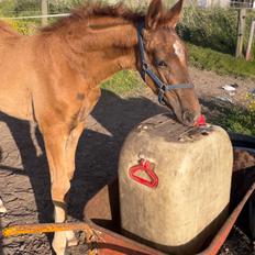 Frederiksborg Cera Fay