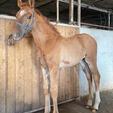 Frederiksborg Cera Fay