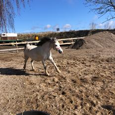 Welsh Mountain (sec A) Queen bee's pernette