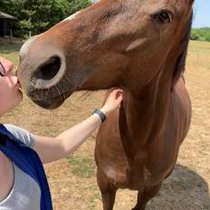 Dansk Varmblod Vacanza