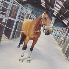 Trakehner Komet Sct. Olav