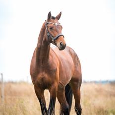 Tysk Varmblod Autentisk firfod