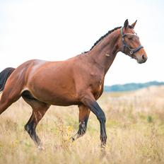 Tysk Varmblod Autentisk firfod