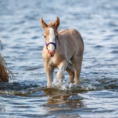 Tinker Lindbergs Special Dream