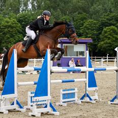 Dansk Varmblod Cha-Cha-Cha H.