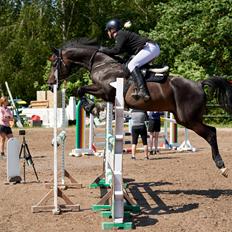 Dansk Varmblod Carlos H.