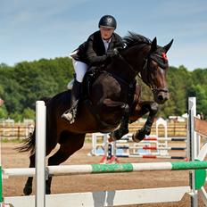 Dansk Varmblod Carlos H.