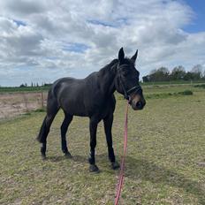 Traver Dunella Kårsgård 