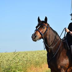 Anden særlig race Lakie