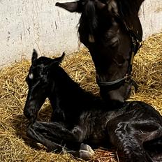 Anden særlig race Cera Rame