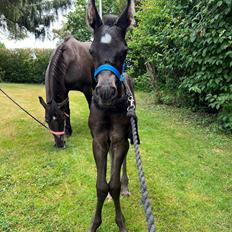 Anden særlig race Cera Rame