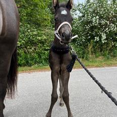 Anden særlig race Cera Rame