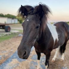 Islænder Lára fra sønderby 